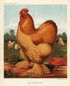 Buff Cochin Hahn von J. W. (after) Ludlow