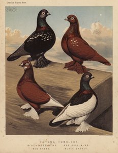 Tauben: Flugtümmler, Schwarze Rosenflügel, Rote Rosenflügel, Rotes Abzeichen, Schwarzer Sattel von J. W. (after) Ludlow
