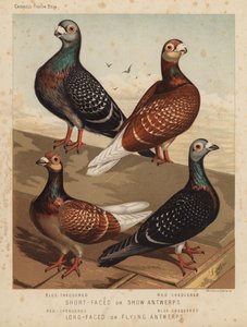 Tauben: Kurzgesichtige oder Show-Antwerpen, Blau-Gescheckt, Rot-Gescheckt; Langgesichtige oder Fliegende Antwerpen, Rot-Gescheckt, Blau-Gescheckt von J. W. (after) Ludlow