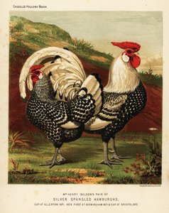 Silbergesprenkelte Hamburgh-Hahn und -Henne von J. W. (after) Ludlow