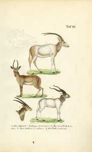 Afrikanische Antilopenarten von J. W. Tenhaeff
