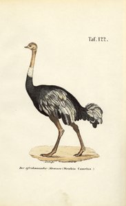 Afrikanischer Strauß von J. W. Tenhaeff