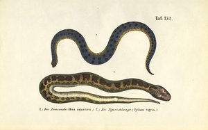Anakonda und Indischer Python