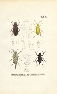 Käfer der Schwarzkäferfamilie