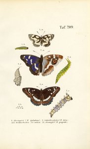 Schmetterlinge mit Raupen und Metamorphosestadien von J. W. Tenhaeff
