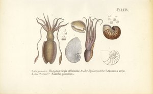 Kopffüßer: Tintenfisch, Papierboot und Nautilus