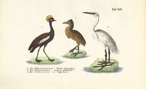 Kraniche und Reiher von J. W. Tenhaeff