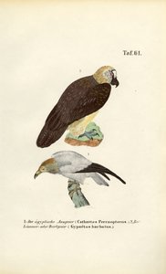 Schmutzgeier und Bartgeier von J. W. Tenhaeff
