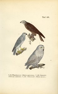 Europäische Greifvögel und Eulen