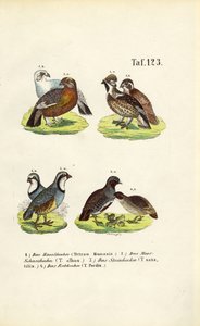 Europäische Raufußhühner und Rebhühner von J. W. Tenhaeff