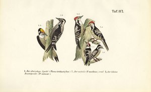 Europäische Spechtarten von J. W. Tenhaeff