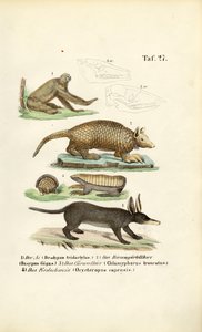 Exotische Säugetiere aus den Neotropen von J. W. Tenhaeff