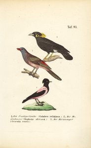 Exotische Singvögel aus Afrika und Asien