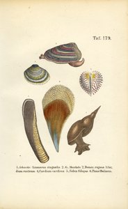 Süßwasserschnecken und Meeresmuscheln von J. W. Tenhaeff