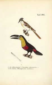 Häherkuckuck und Tukan von J. W. Tenhaeff