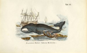 Grönlandwal wird gejagt von J. W. Tenhaeff