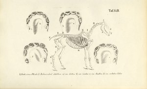 Pferdeanatomie: Skelett und Zahnentwicklung von J. W. Tenhaeff