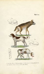 Hyäne, Haushund und alter Hund mit Schädelillustrationen