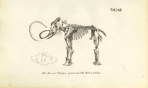 Mammut-Skelett von J. W. Tenhaeff