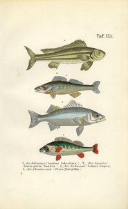 Einheimische Süßwasserfische
