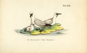 Basstölpel mit Jungtier