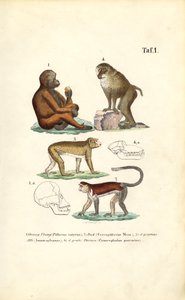 Altweltliche Affen: Orang-Utan, Makak, Affe und Pavian