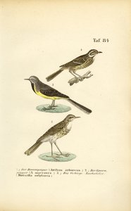 Pieper und Bachstelzenarten