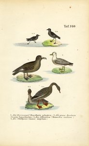 Sturmschwalbe, Große Raubmöwe, Albatros und Saatgans von J. W. Tenhaeff