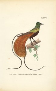Der Rote Paradiesvogel