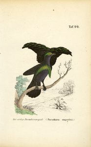 Das Prachtparadiesvogel