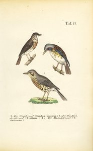 Drei Drosselarten von J. W. Tenhaeff