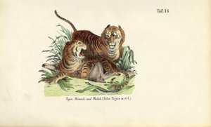 Tiger, Männlich und Weiblich