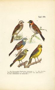 Verschiedene Ammernarten von J. W. Tenhaeff