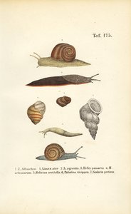 Verschiedene Schneckenarten