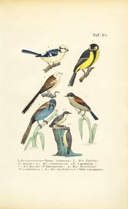 Verschiedene Meisenarten und Kleiber von J. W. Tenhaeff