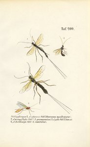 Verschiedene Schlupfwespenarten von J. W. Tenhaeff