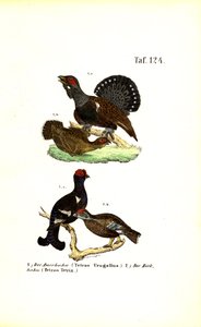 Auerhahn und Birkhuhn