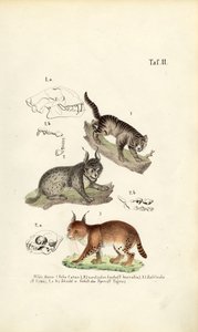 Wildkatzen mit anatomischen Details
