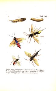 Holzwespen und Schlupfwespen von J. W. Tenhaeff