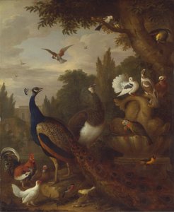 Pfau, Pfauhenne, Papageien, Kanarienvogel und andere Vögel in einem Park