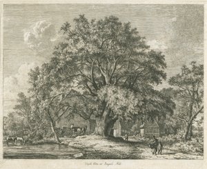 Blithfield - Wych Ulme von Jacob George Strutt