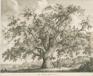 Tutbury - "Wych Ulme": Radierung, undatiert [ca. 1820] von Jacob George Strutt