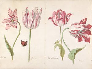 Vier Tulpen: Boter man Butter Man, Joncker Edelmann, Grote geplumaceerde von Jacob Marrel