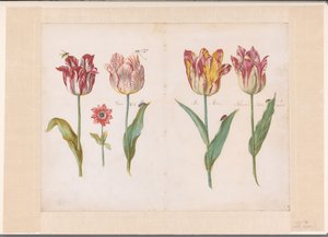 Blatt aus einem Tulpenbuch von Jacob Marrel