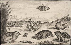 Kleine Tiere und Insekten: Heuschrecke, Schmetterling, Feldmaus, Rebhuhn, Biene, Schnecke, Maulwurf und Frosch von Jacob Matham