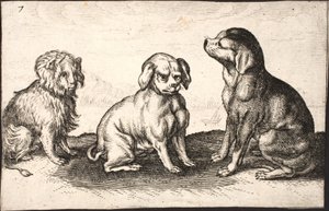 Drei kleine Hunde