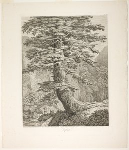 Tannenbaum von Jacob Philipp Hackert