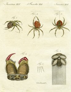 Illustration von Spinnen, 1790 von Jacob Xavier Schmuzer