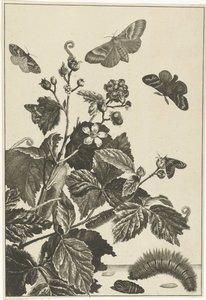 Wilde Rose mit Raupen und Schmetterlingen