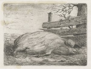 Liegendes Wildschwein